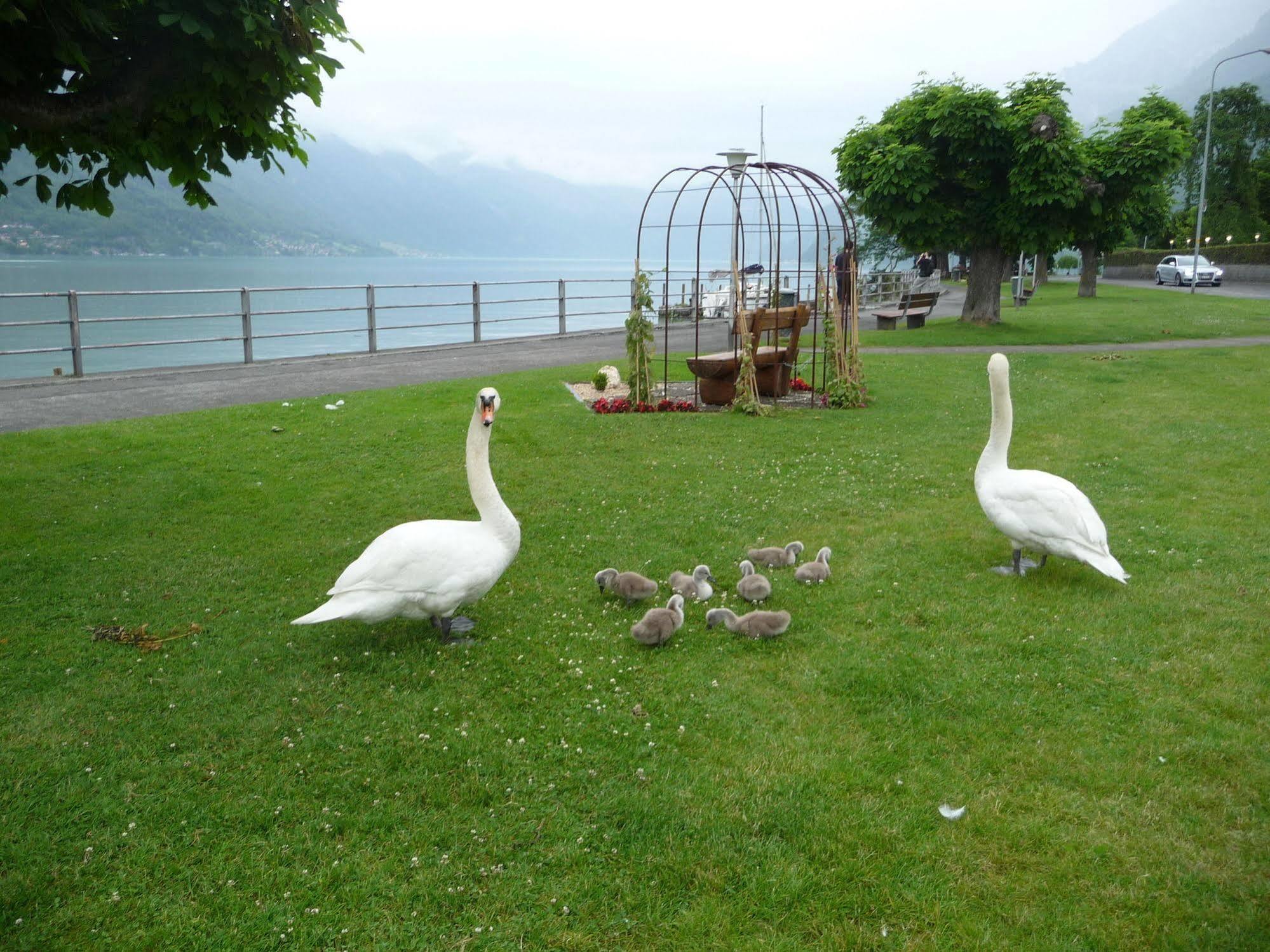 Seiler Au Lac Bönigen Zewnętrze zdjęcie